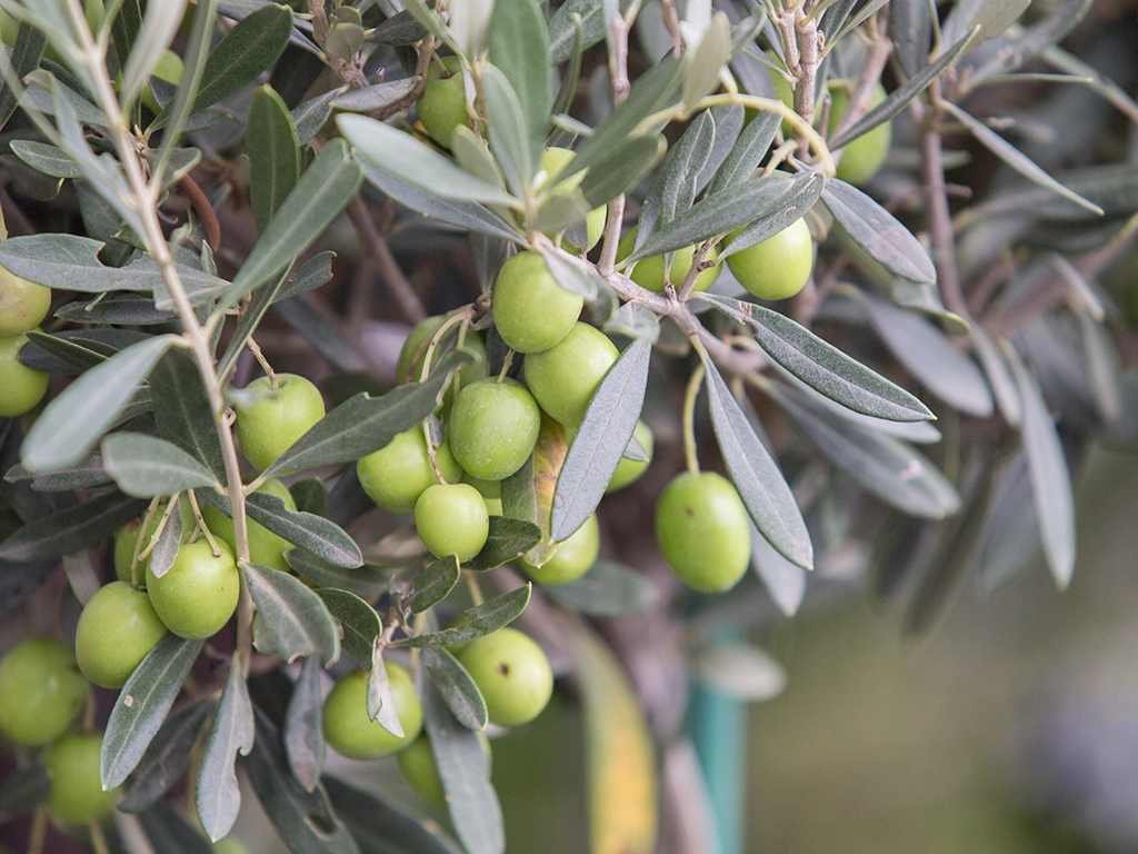 Olive Oil Olive Oil